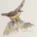 Carolina wren