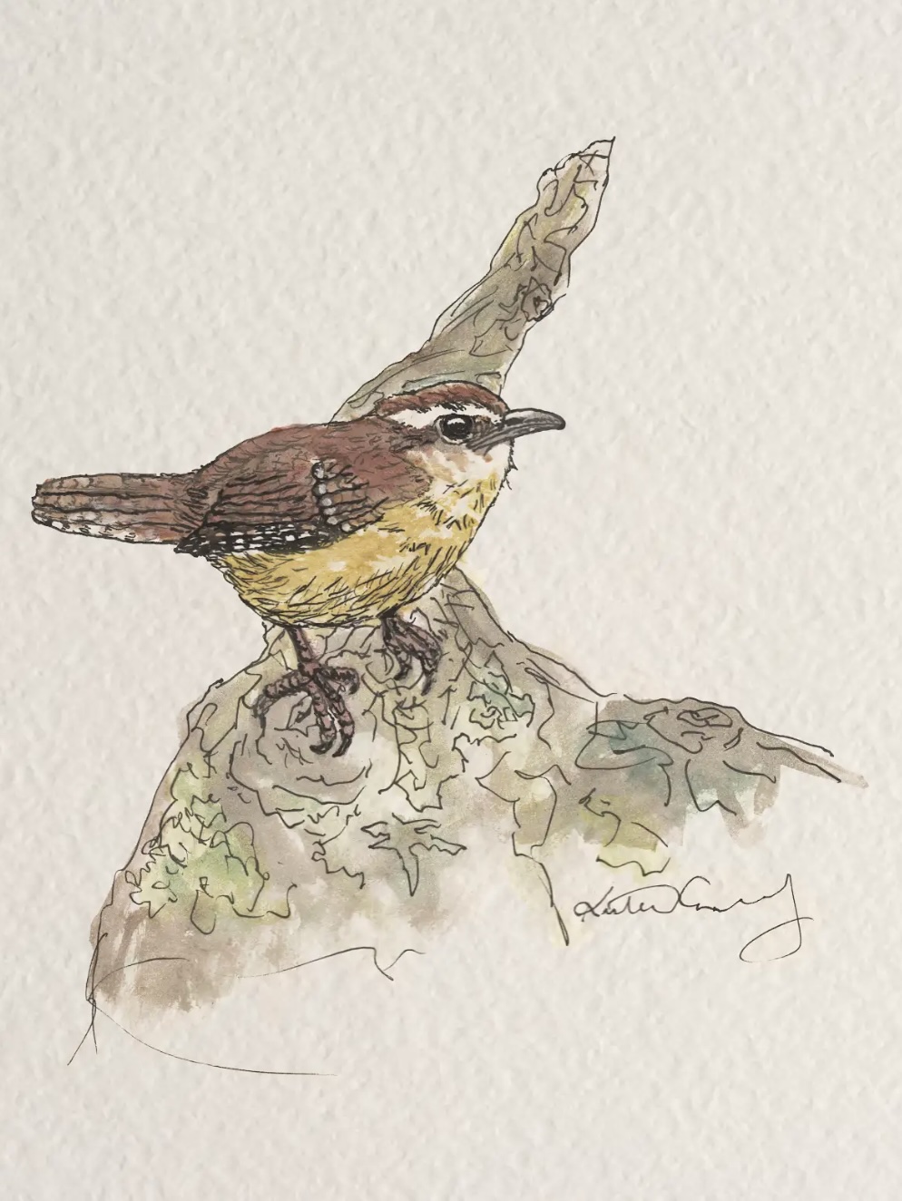 Carolina wren